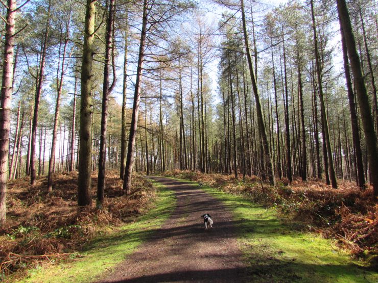 Delamere Forest