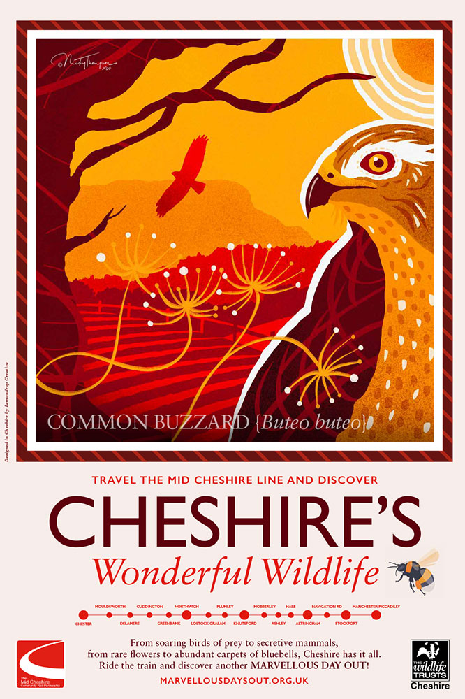 Cheshire's Wonderful Wildlife-Common-Buzzard
