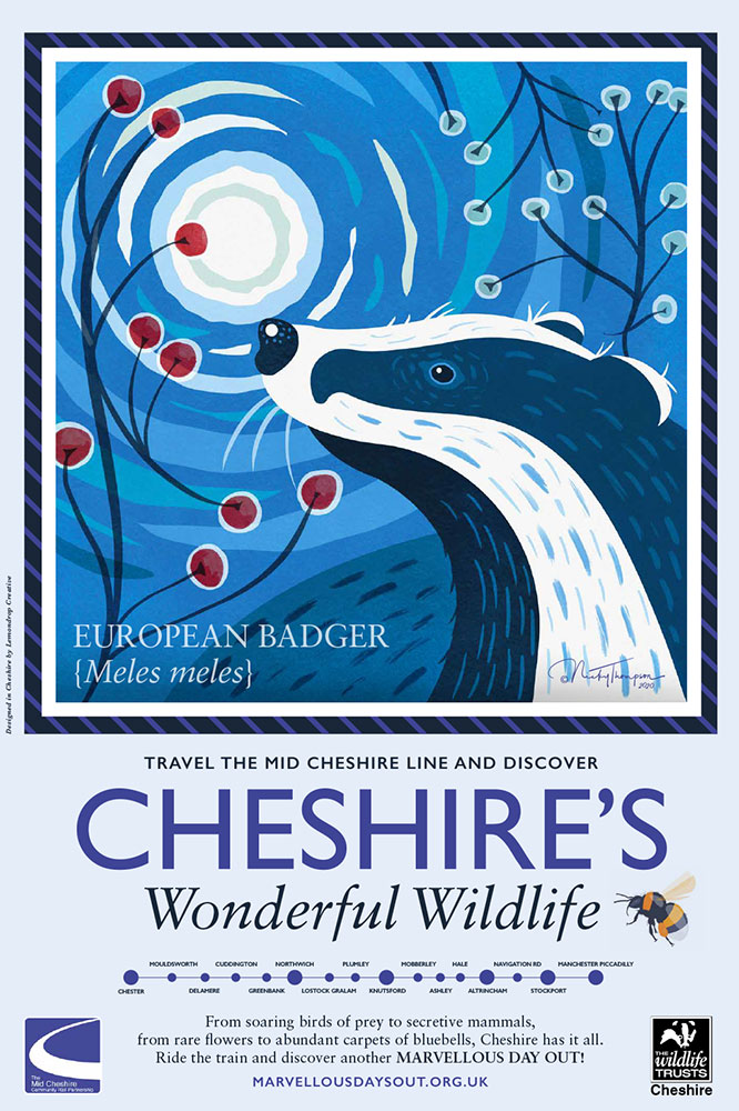Cheshire's-Wonderful-Wildlife---European-Badger