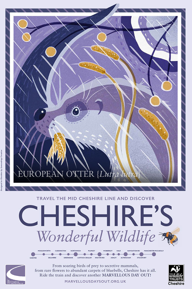 Cheshire's Wonderful Wildlife-European-Otter