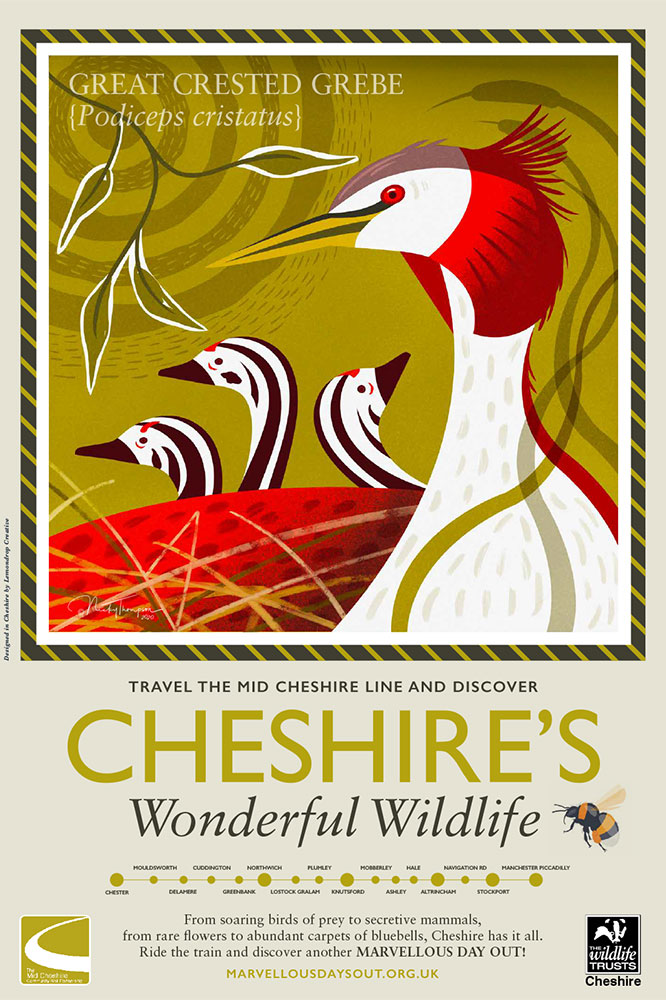 Cheshire's Wonderful Wildlife-Great-Crested-Grebe