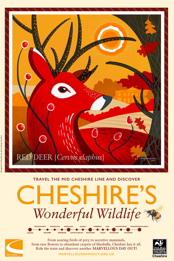 Cheshire's Wonderful Wildlife-Red-Deer